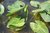 Nuphar angustifolia, Teichrose, Mummel