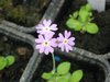 Mehlprimel, Primula farinosa