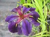 Iris louisiana Black Gamecock Sumpfiris
