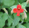 Rote Gauklerblume Mimulus cardinalis