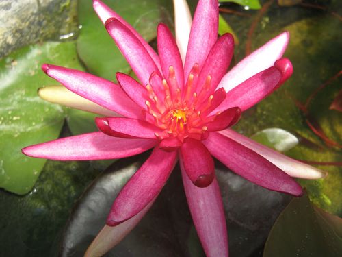 Halb-Zwerg- Seerose - Nymphaea Hidden Violet
